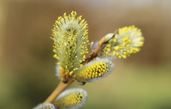 Spring, twig, base kitten