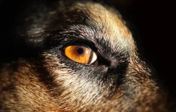 Dog, eye, look