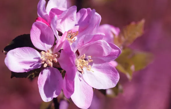Flower, pink, blooming