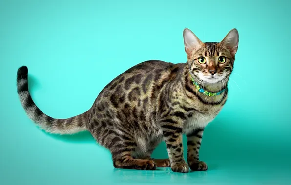 Кошка, кот, взгляд, поза, хвост, ошейник, мордашка, полосатый