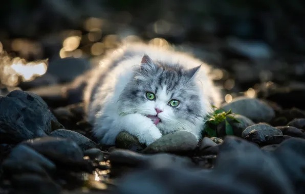 Язык, кошка, кот, свет, природа, блики, камни, лежит