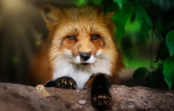 Картинка взгляд, природа, лиса