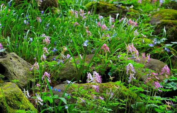 Stones, plant, moss