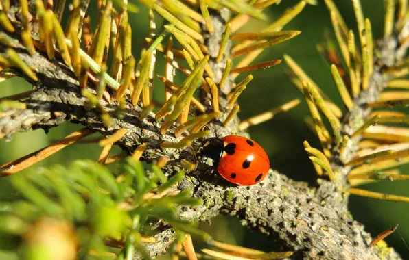 Red, insect, ladybird