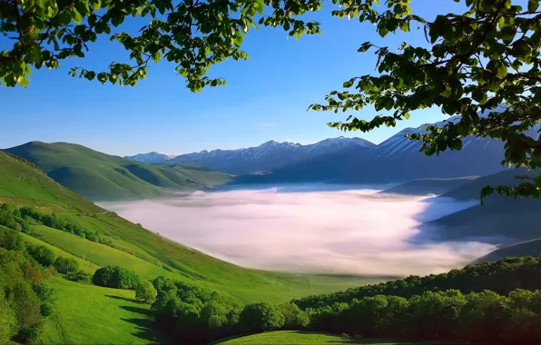 Картинка деревья, ветки, туман, листва, весна, утро, долина, Италия