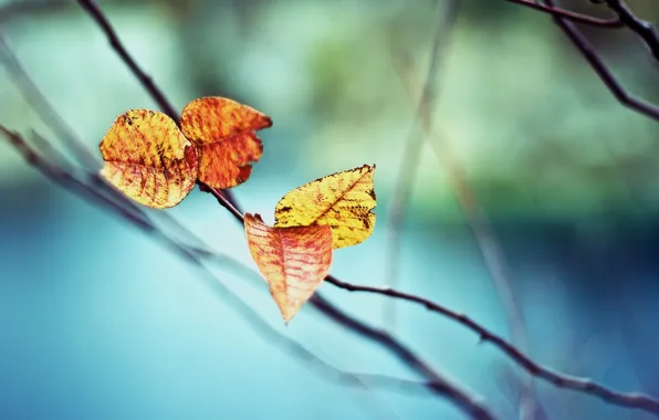 Осень, листья, ветки