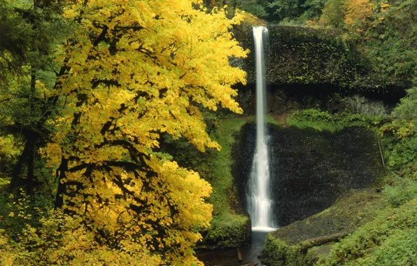 Картинка лес, деревья, природа, водопад, Осень