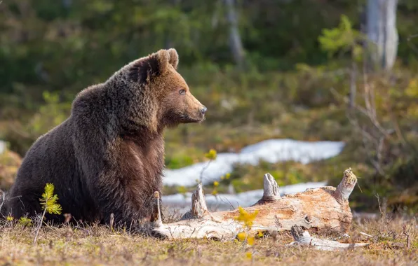 Картинка лес, природа, животное, хищник, медведь, брёвна, Peter Grischott