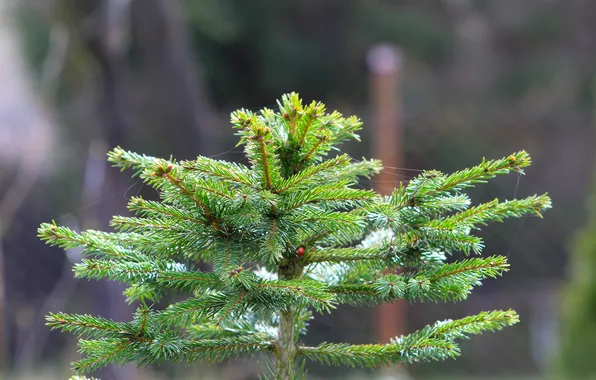 Plant, spruce, conifer