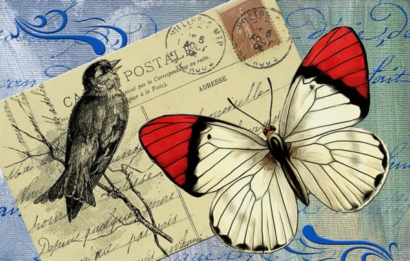 Картинка фон, птица, бабочка