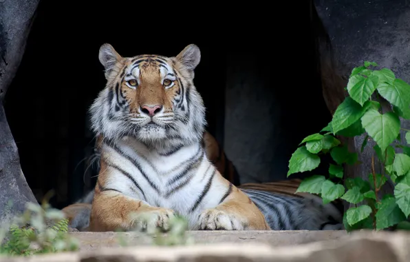 Картинка тигр, хищник, лежит, полосатый, отдыхает
