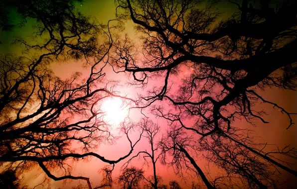 Картинка лес, небо, деревья, ветки, природа, Калифорния, США, Лос-Анджелес