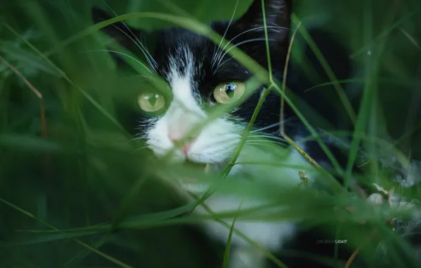 Картинка кошка, трава, кот, Alexander Drobkov-Light
