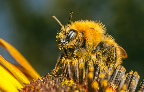 Картинка цветок, пчела, пыльца, насекомое
