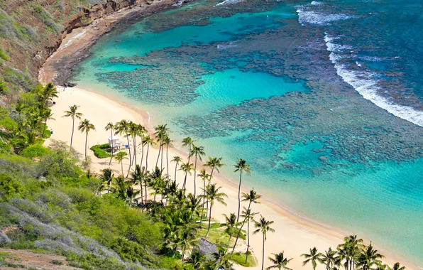 Пляж, пальмы, океан, Hawaii, Oahu, коралловый риф
