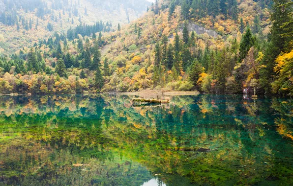 Картинка озеро, отражение, лес. деревья