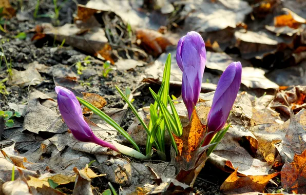Flower, spring, crocus