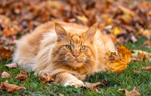 Осень, кошка, кот, взгляд, природа, поза, поляна, листва