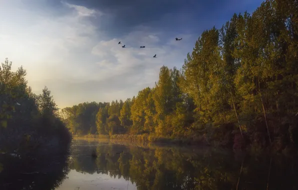 Осень, лес, небо, облака, свет, деревья, полет, птицы