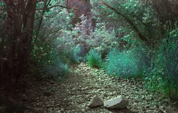 Forest, trees, nature, wood, stones, greenery, Colorado, psychedelic