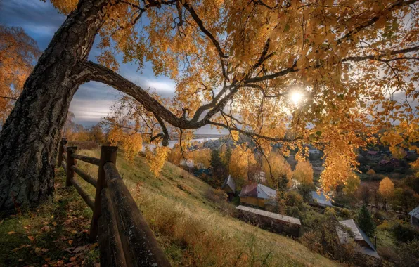 Картинка осень, солнце, лучи, пейзаж, природа, город, дерево, дома