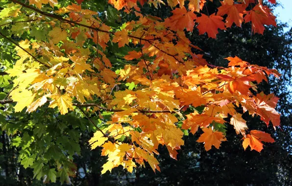 Осень, Листья, Клён