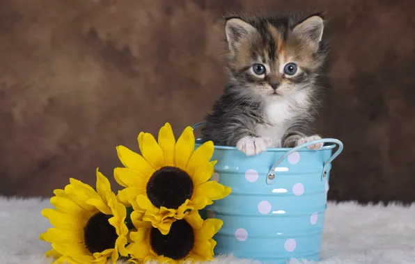 Кошка, взгляд, подсолнухи, цветы, поза, котенок, фон, малыш