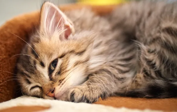 Кошка, котенок, спит, лежа