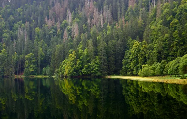 Зелень, лес, лето, вода, деревья, горы, озеро, отражение