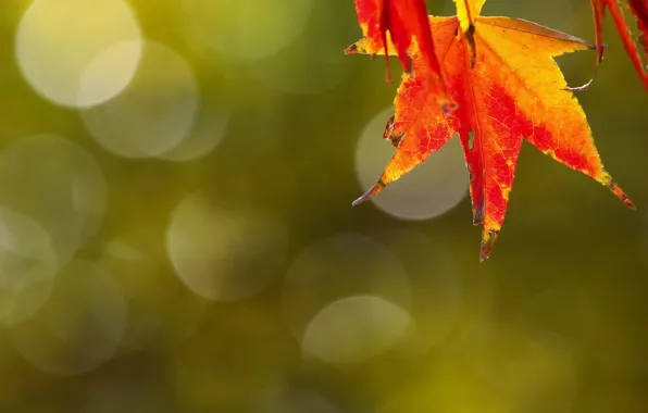 Осень, листья, природа