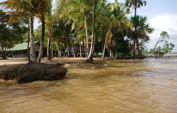 Nature in Suriname, Suriname wallpapers, Overbridge resort Suriname