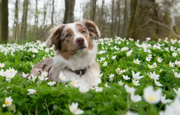 Картинка взгляд, цветы, природа, друг, собака