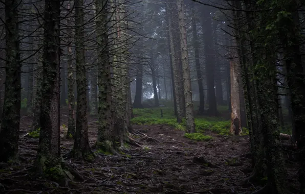 Картинка лес, деревья, природа, Украина, Ukraine, Carpathian Biosphere Reserve, Карпатский биосферный заповедник