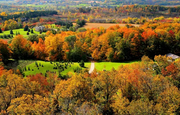Картинка осень, лес, трава, деревья, природа, дом, Канада, Онтарио