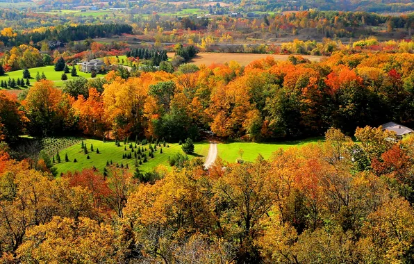 Осень, лес, трава, деревья, природа, дом, Канада, Онтарио