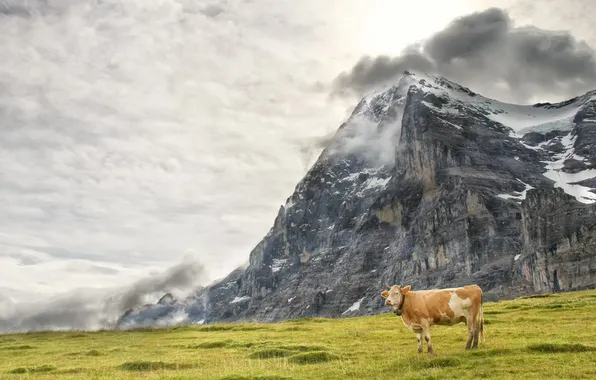 Картинка природа, гора, корова