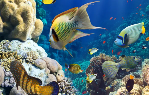 Рыбы, кораллы, подводный мир, под водой