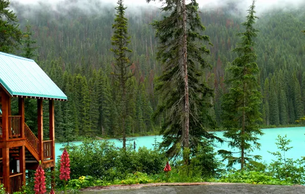 Картинка лес, деревья, озеро, дом, берег, Канада, Yoho National Park