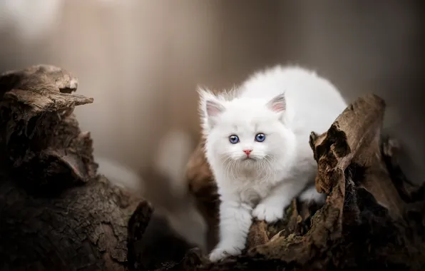 Картинка кошка, природа, котенок, белый, пень, боке, мордашка, рэгдолл