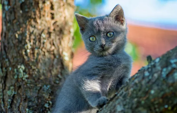 Кошка, взгляд, свет, поза, котенок, серый, фон, дерево
