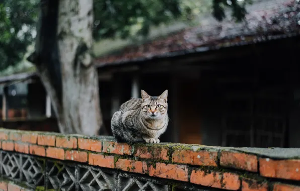 Картинка кошка, кот, смотрит, полосатая