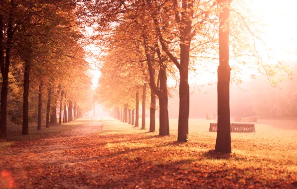 Картинка дорога, осень, листья, деревья, природа, парк, желтые, аллея