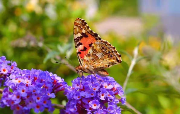 Картинка Макро, Весна, Бабочка, Цветочки, Spring, Macro, Butterfly, Purple flowers