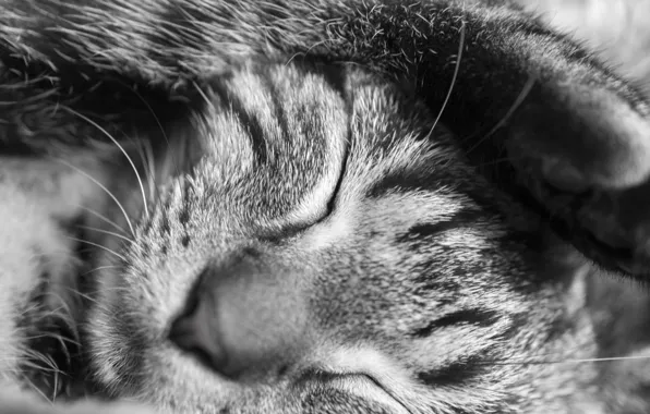 Картинка кот, животное, сон, котик, черно-белое, лапка