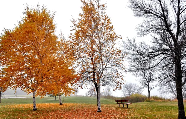 Картинка осень, небо, листья, деревья, парк, скамья