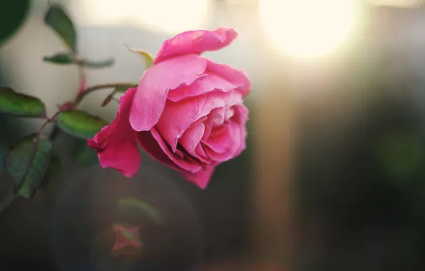 Картинка цветок, роза, лепестки