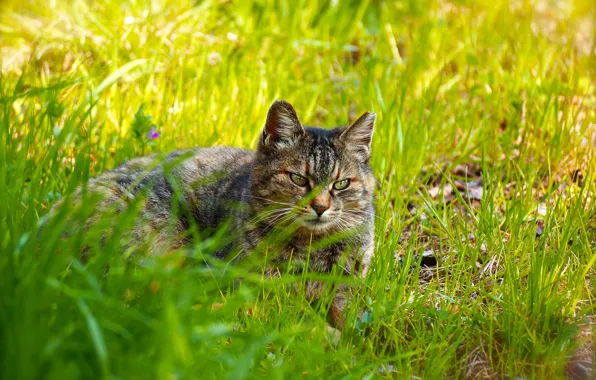 Зелень, кошка, лето, трава, кот, взгляд, морда, фон