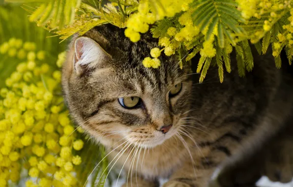 Кот, листья, ветки, животное, мимоза