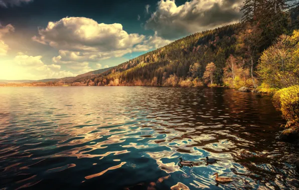 Картинка осень, лес, облака, озеро, утки, Германия, Germany, Баден-Вюртемберг