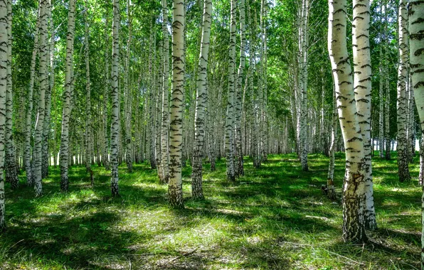 Зелень, лес, лето, трава, свет, деревья, стволы, поляна